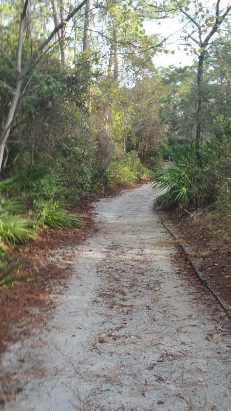 39 Lifeguard Loop Seacrest, FL 32461 - Photo 39 of 59 a view of a dirt road with trees in the background