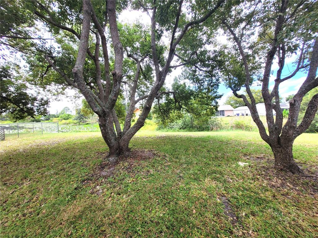 7344 Como Drive New Port Richey, FL 34655 - Photo 31 of 34 a view of a trees in a yard