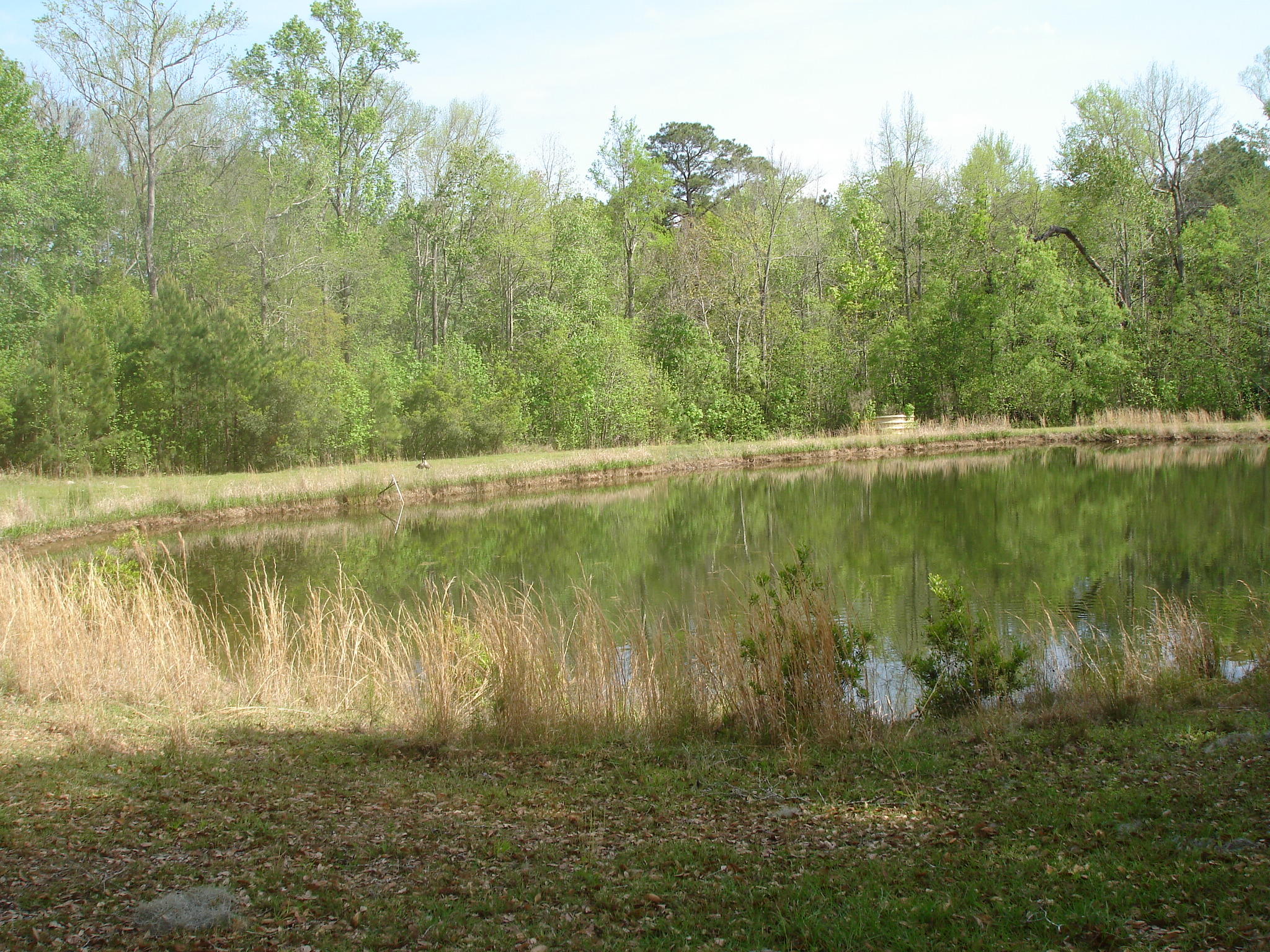 6029 Old Jacksonboro Road Ravenel, SC 29470 - Photo 8 of 12 Curtis NEW 2018 (9)