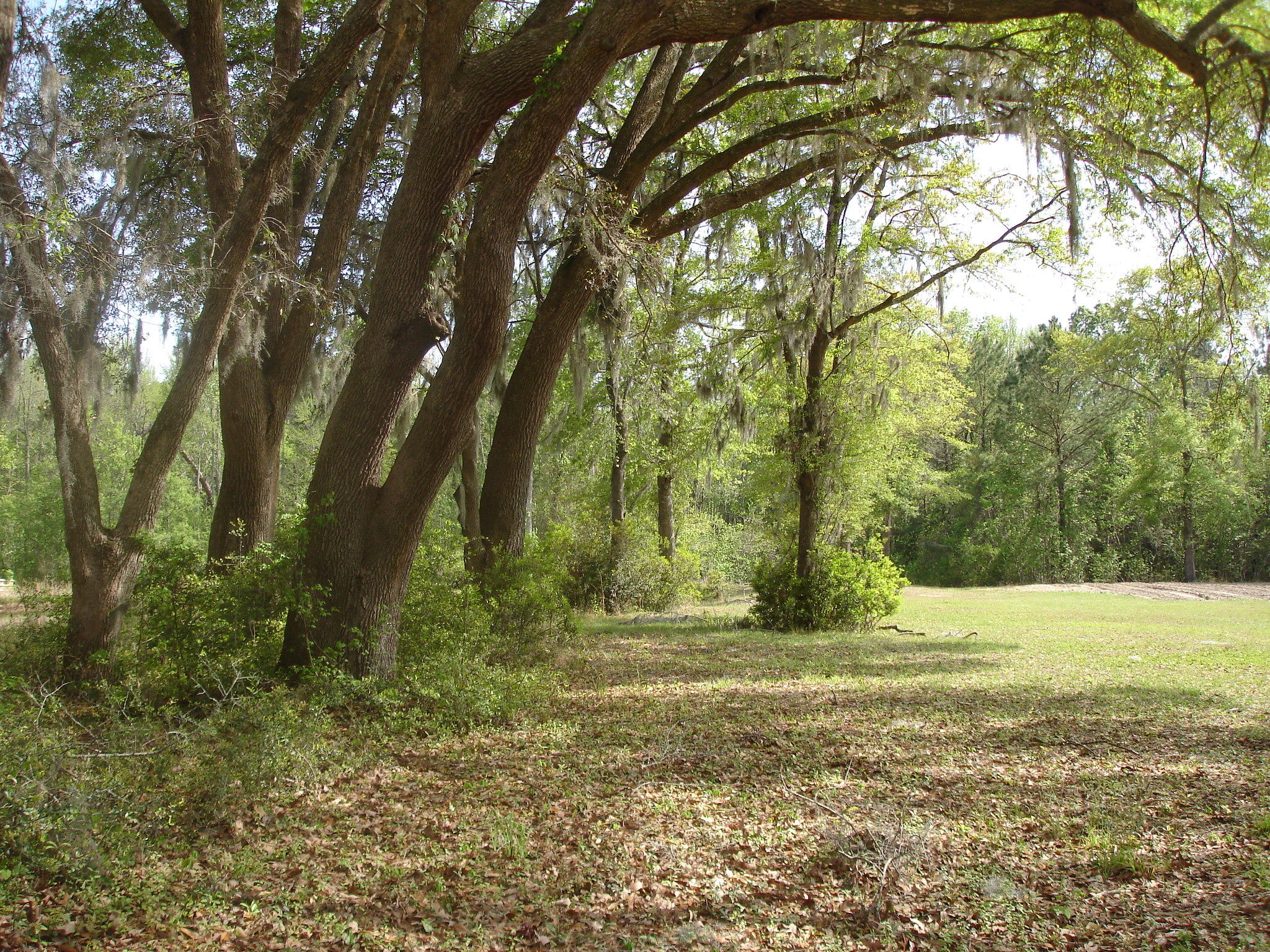 6029 Old Jacksonboro Road Ravenel, SC 29470 - Photo 10 of 12 Curtis NEW 2018 (7)
