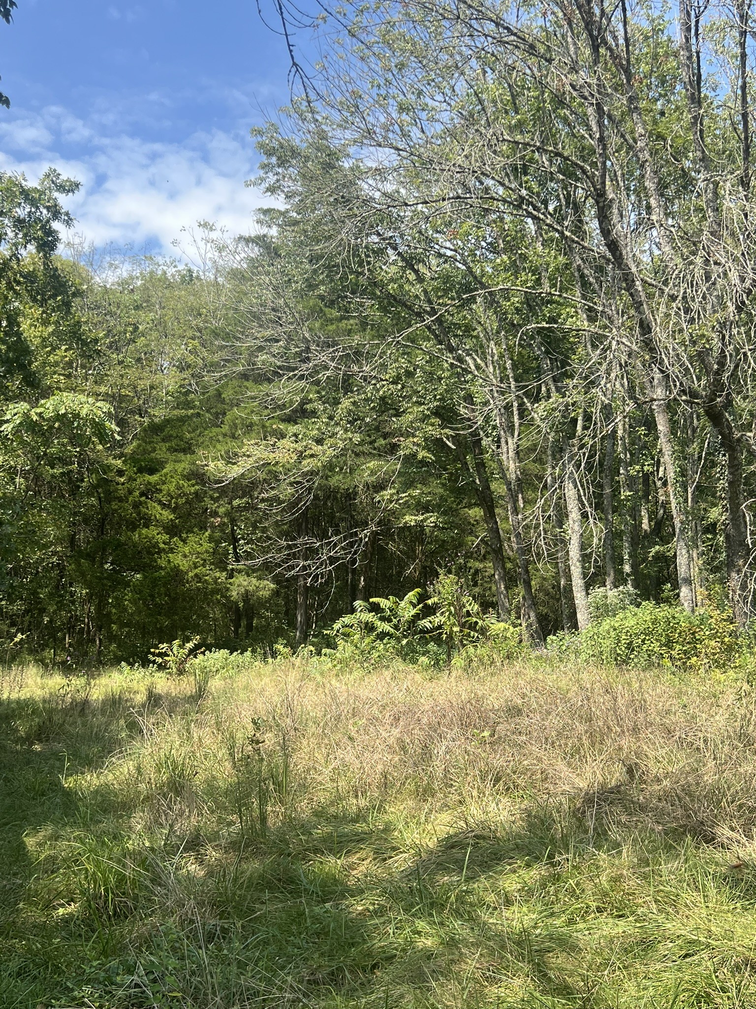 910 Campsite Road Castalian Springs, TN 37031 - Photo 9 of 11 a view of a yard with a tree