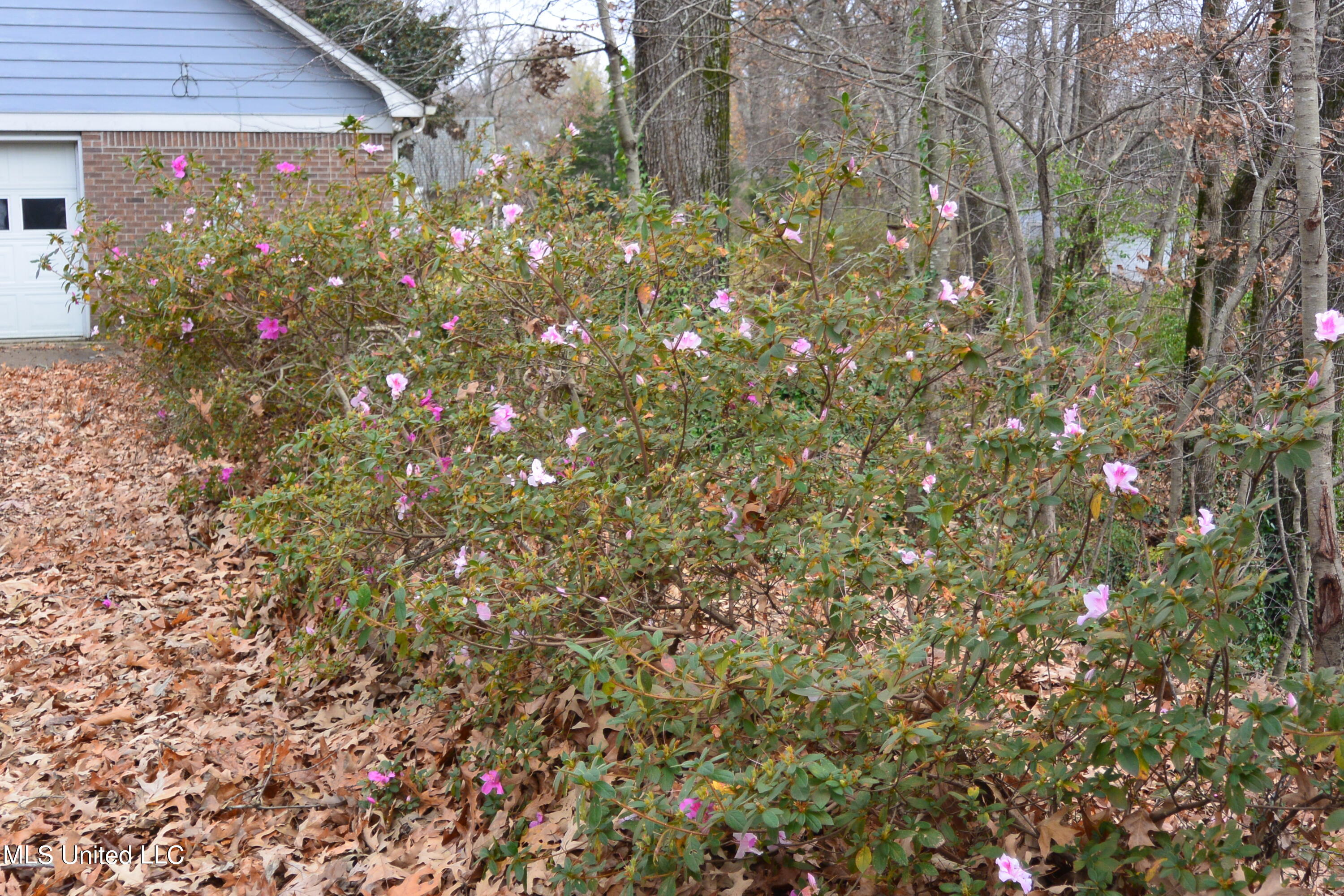 1170 Wooten Road Nesbit, MS 38651 - Photo 17 of 20 MATURE AZALEAS