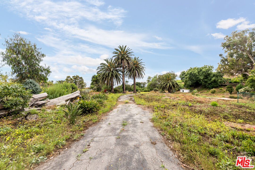 29756 Cuthbert Road Malibu, CA 90265 - Photo 5 of 11 a view of a yard with plants and palm trees