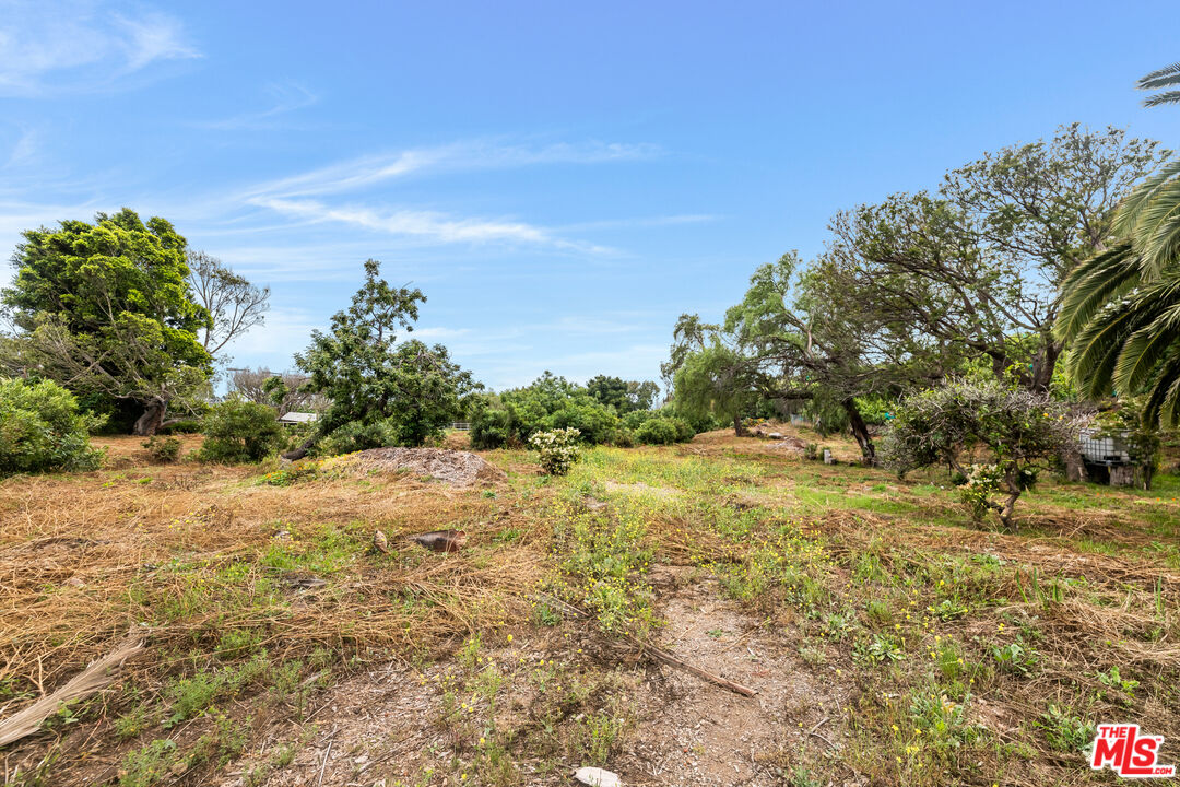 29756 Cuthbert Road Malibu, CA 90265 - Photo 6 of 11 a view of a yard with a tree