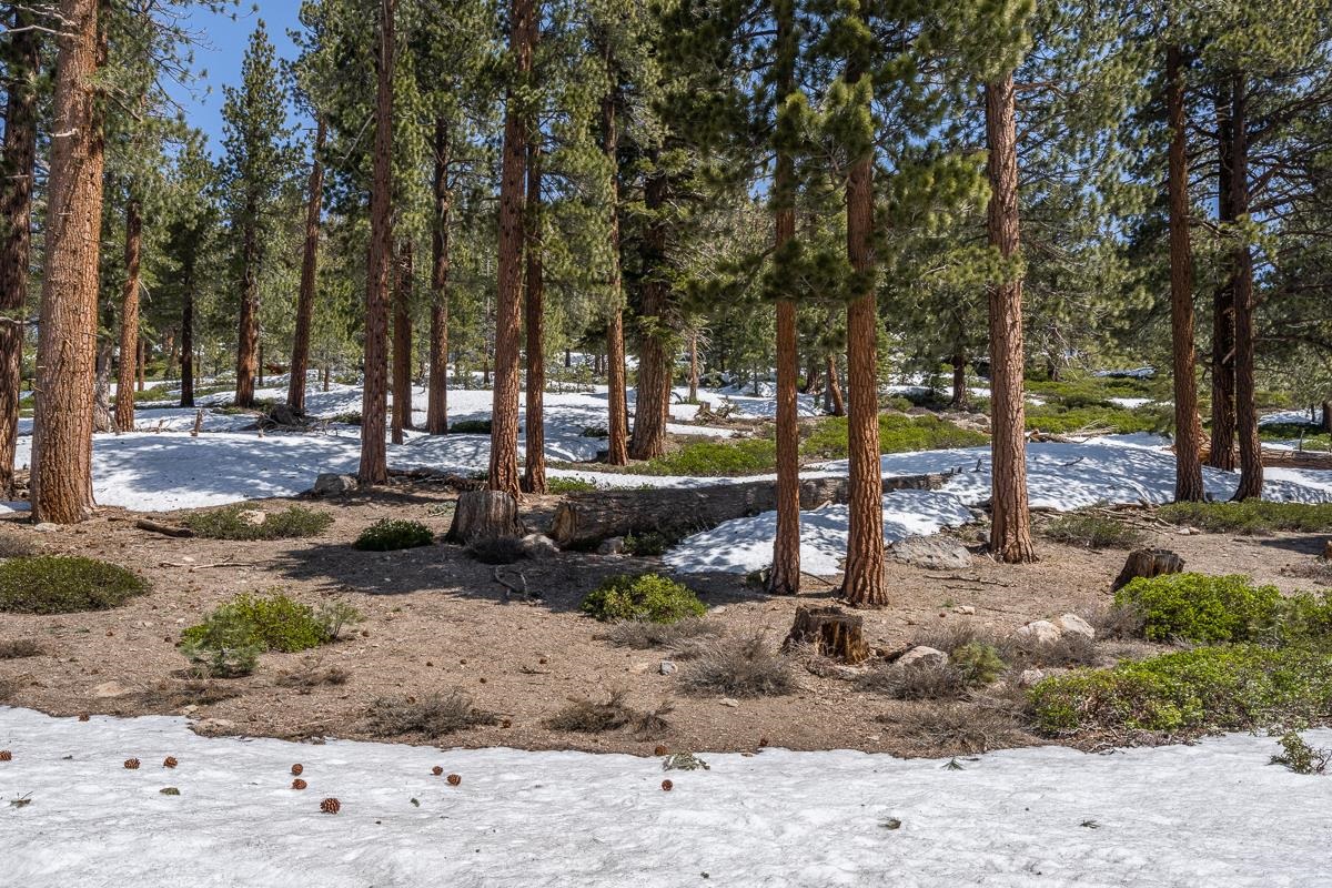 103 Holiday Way Mammoth Lakes, CA 93546 - Photo 40 of 40 a view of a park with large trees