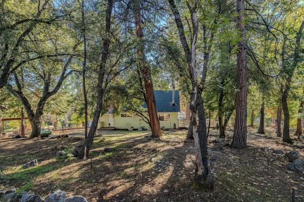 a view of a forest filled with trees