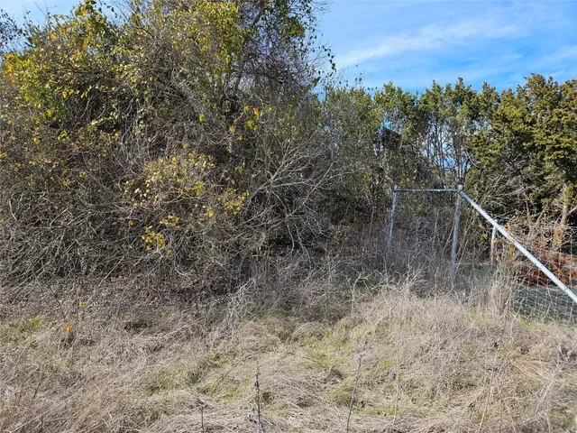 a view of a forest with a tree