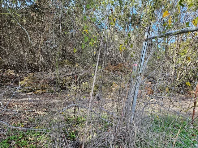 a view of a plant in a garden