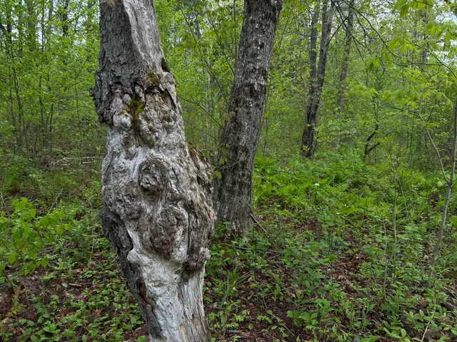 $89,000 | 696 Lebanon Road, Winterport, ME 04496