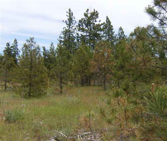 20409 South Malloy Prairie Road Cheney, WA 99004 - Photo 3 of 7