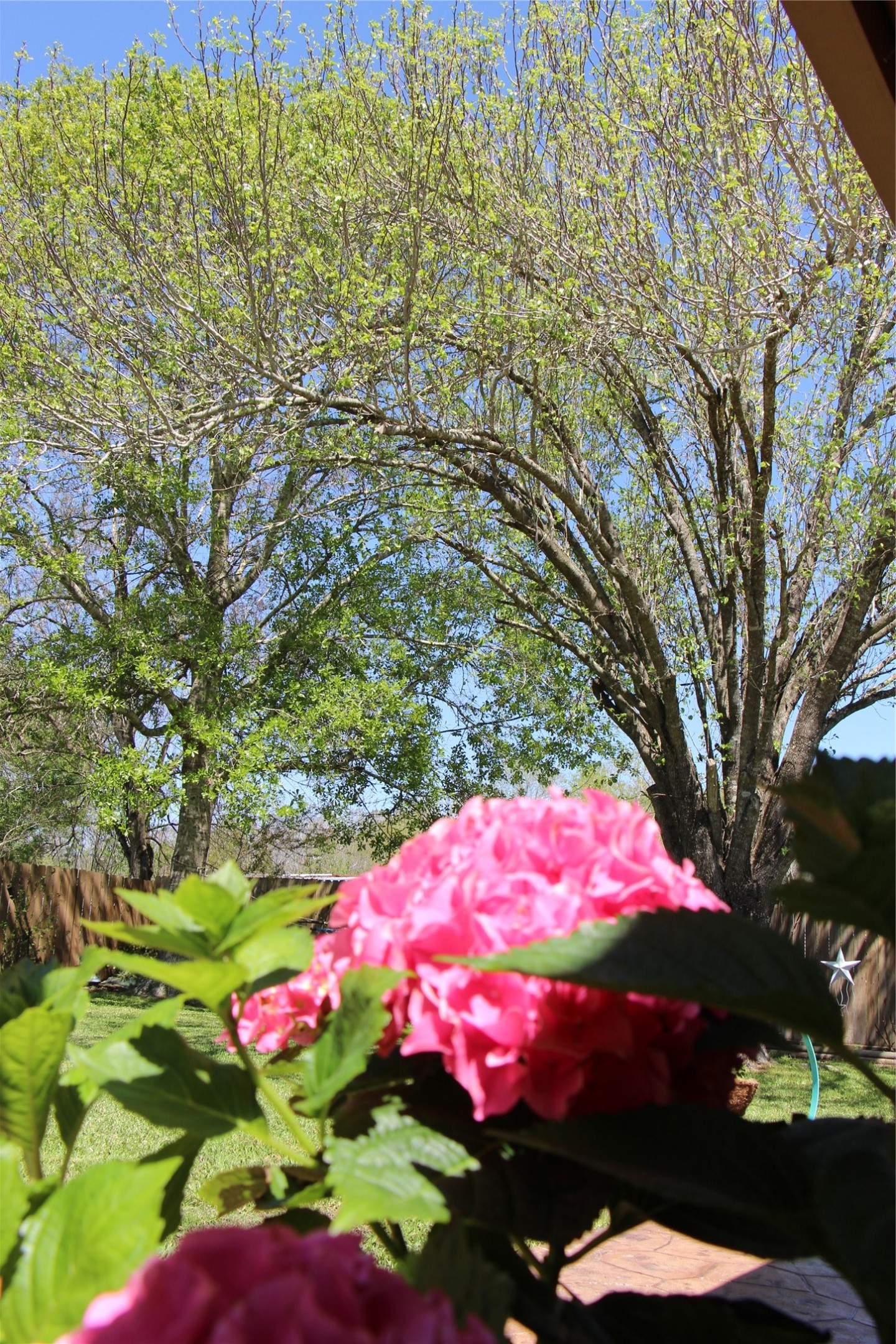 12710 Dannhaus Road Needville, TX 77461 - Photo 9 of 24 a view of a flower in a garden
