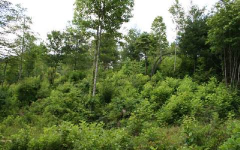 123 Stalcup Road Murphy, NC 28906 - Photo 1 of 1 Main View