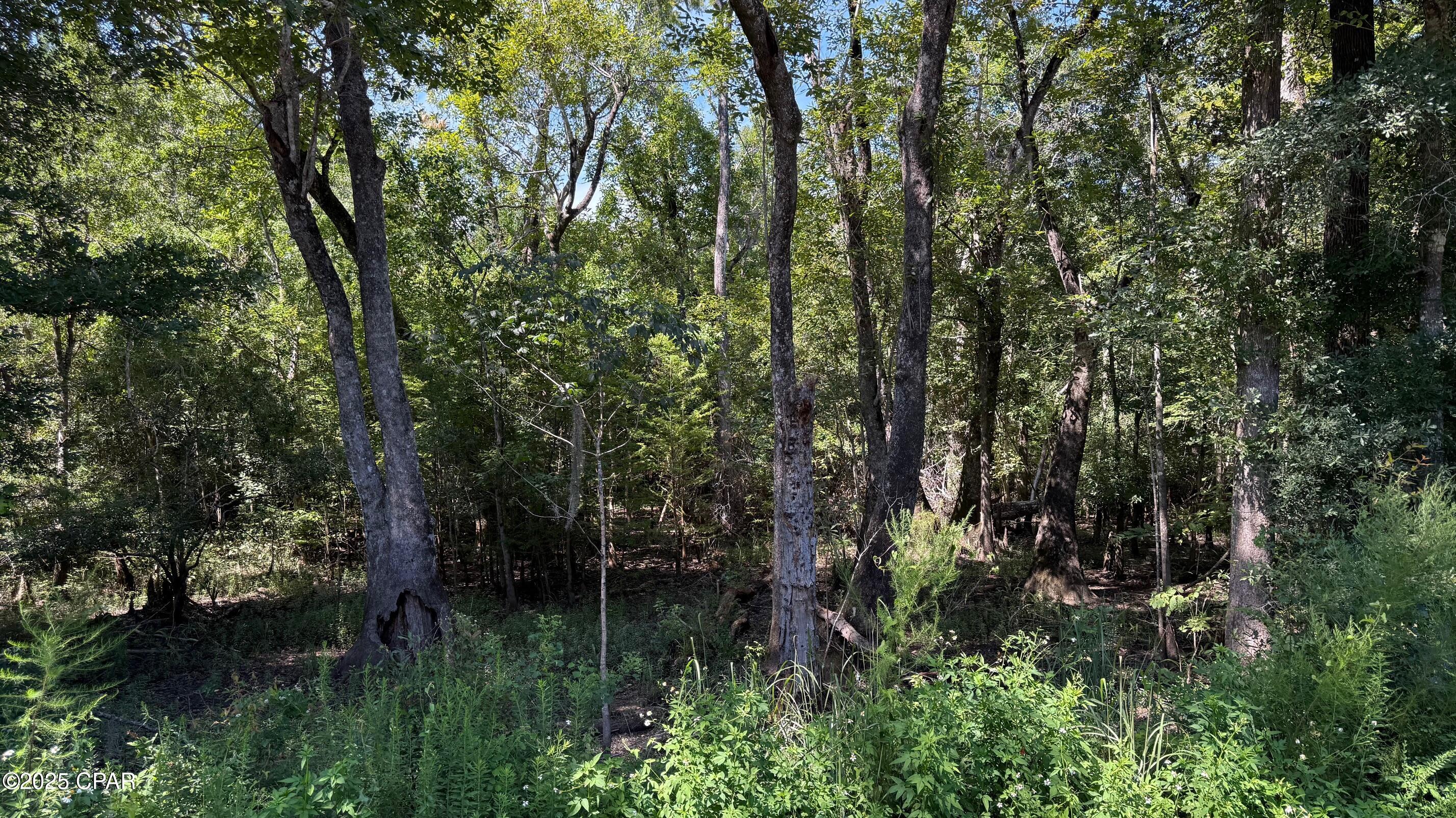 0 Douglas Ferry Road Bonifay, FL 32425 - Photo 2 of 4