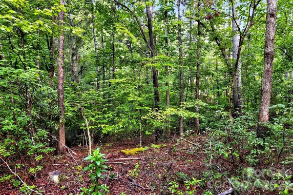 a view of a forest that has large trees
