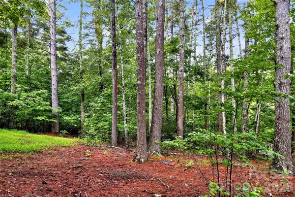 a view of a forest with trees