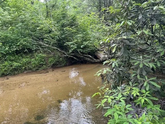 a view of a lush green forest