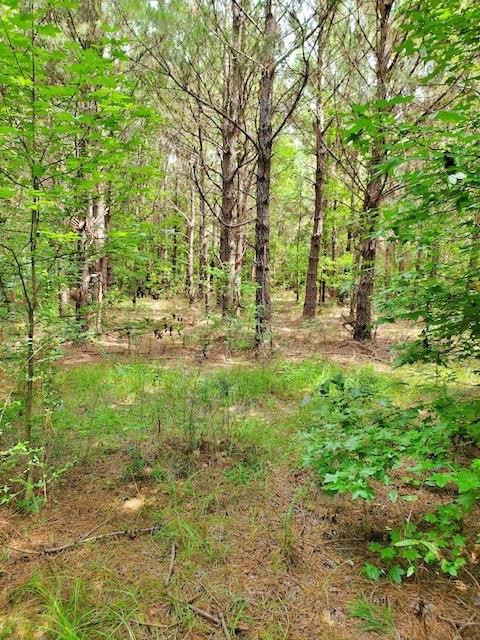 295 Old Sandy Hook Road Sandy Hook, MS 39478 - Photo 3 of 22 Photo 3