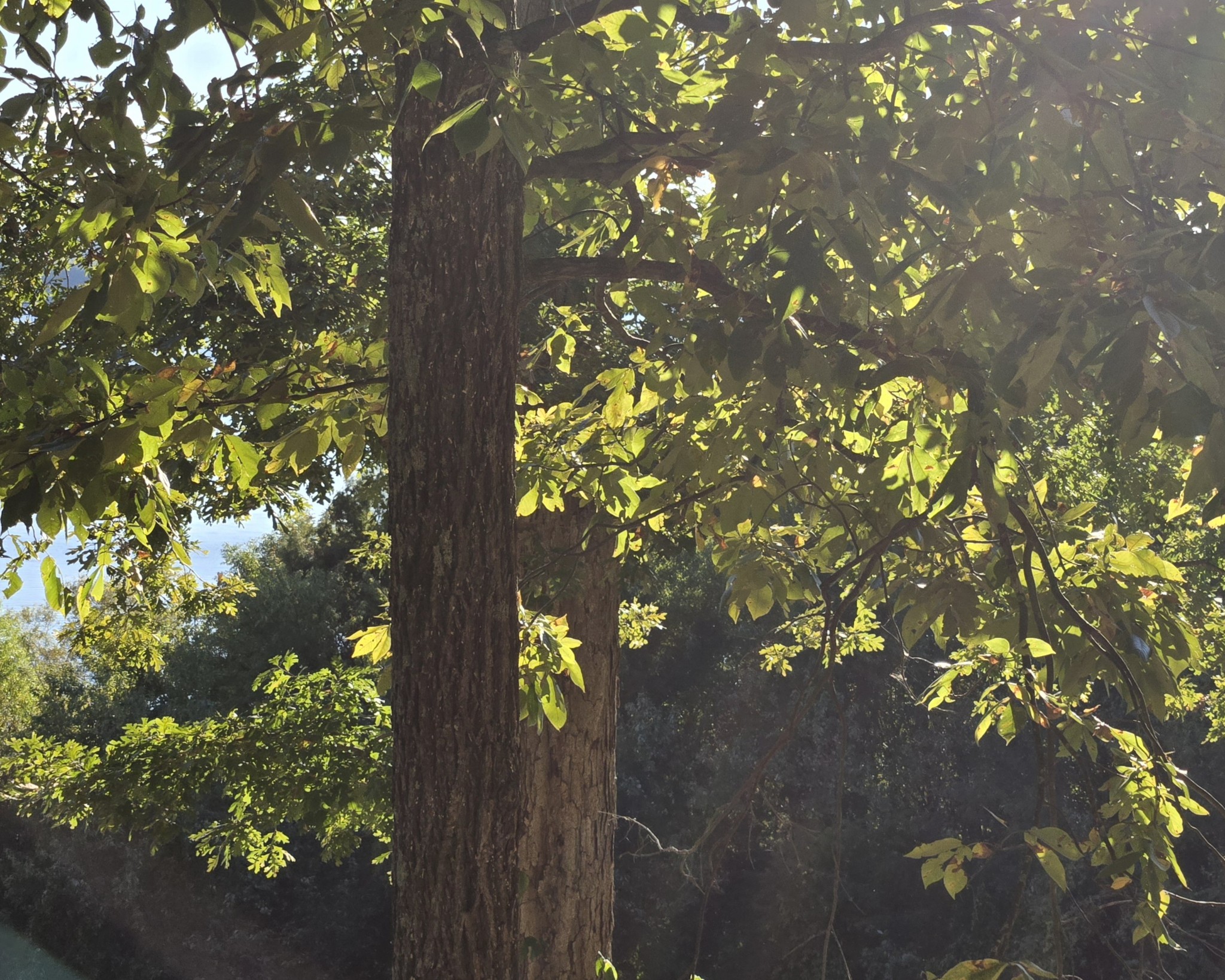 0 Bluff Point Ridge Road Waverly, TN 37185 - Photo 5 of 12 View through the Trees