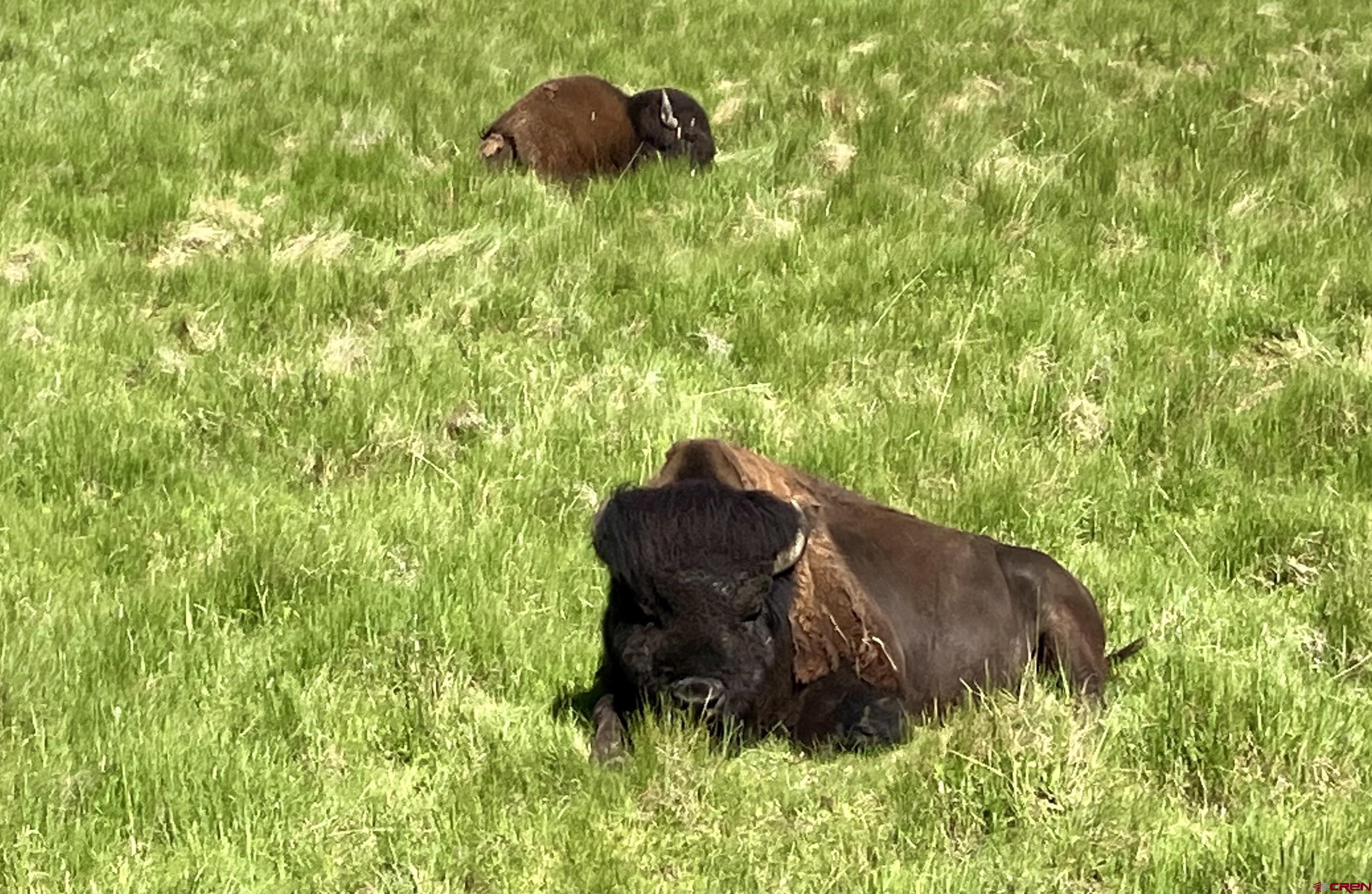 Tbd Tbd Spruce Street Del Norte, CO 81132 - Photo 39 of 44 a backyard of a house with table and chairs