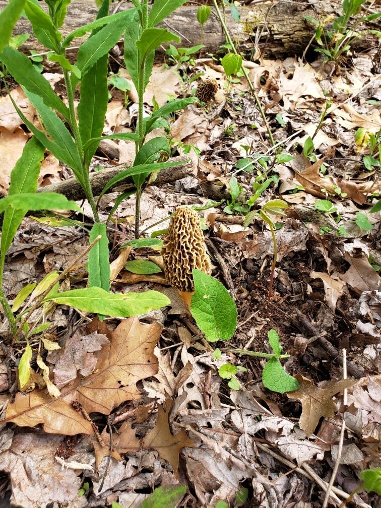 6084 Cascade Road Southeast Grand Rapids, MI 49546 - Photo 43 of 46 Mushrooms