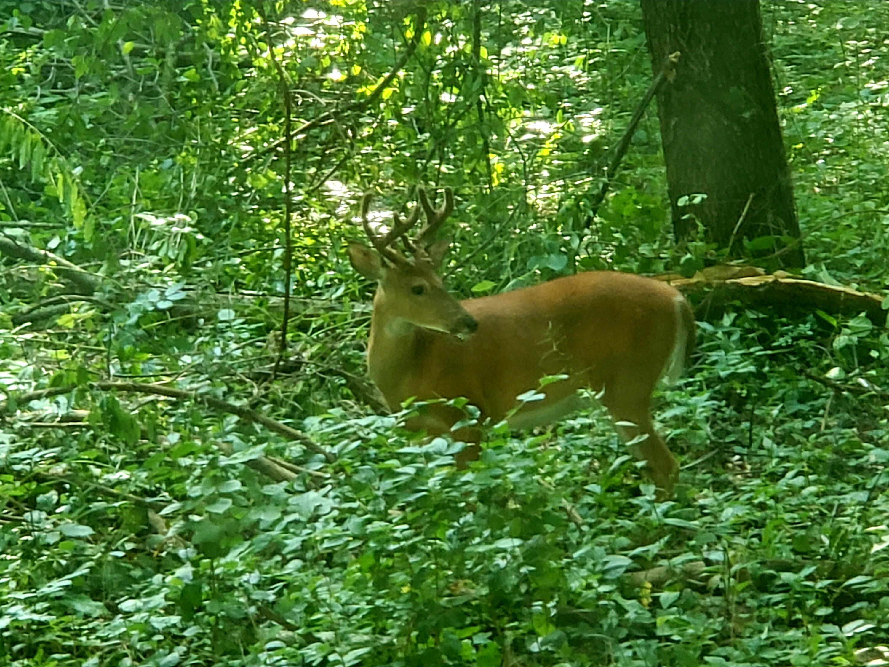 6084 Cascade Road Southeast Grand Rapids, MI 49546 - Photo 44 of 46 Large Buck