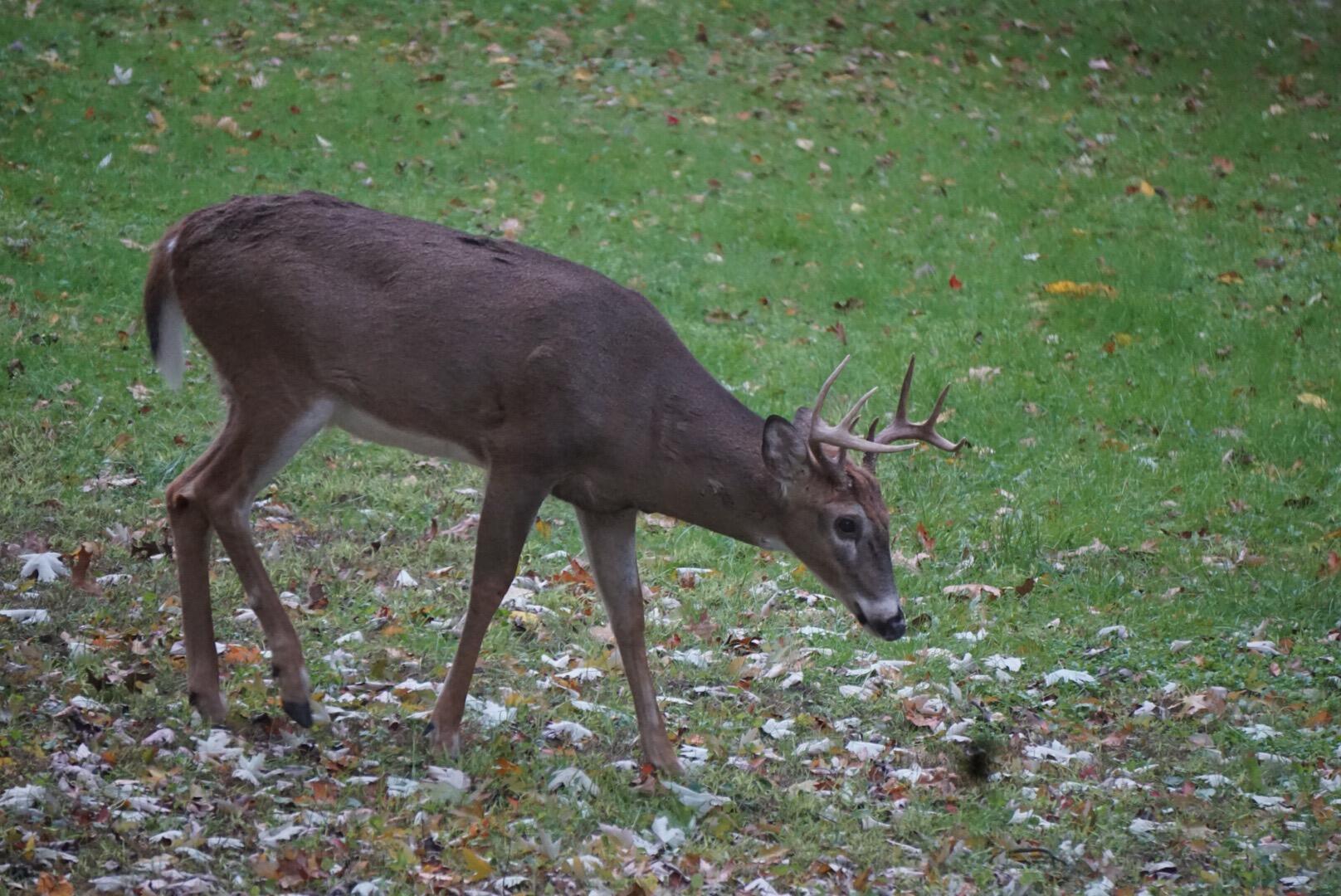 6084 Cascade Road Southeast Grand Rapids, MI 49546 - Photo 45 of 46 Buck in back yard