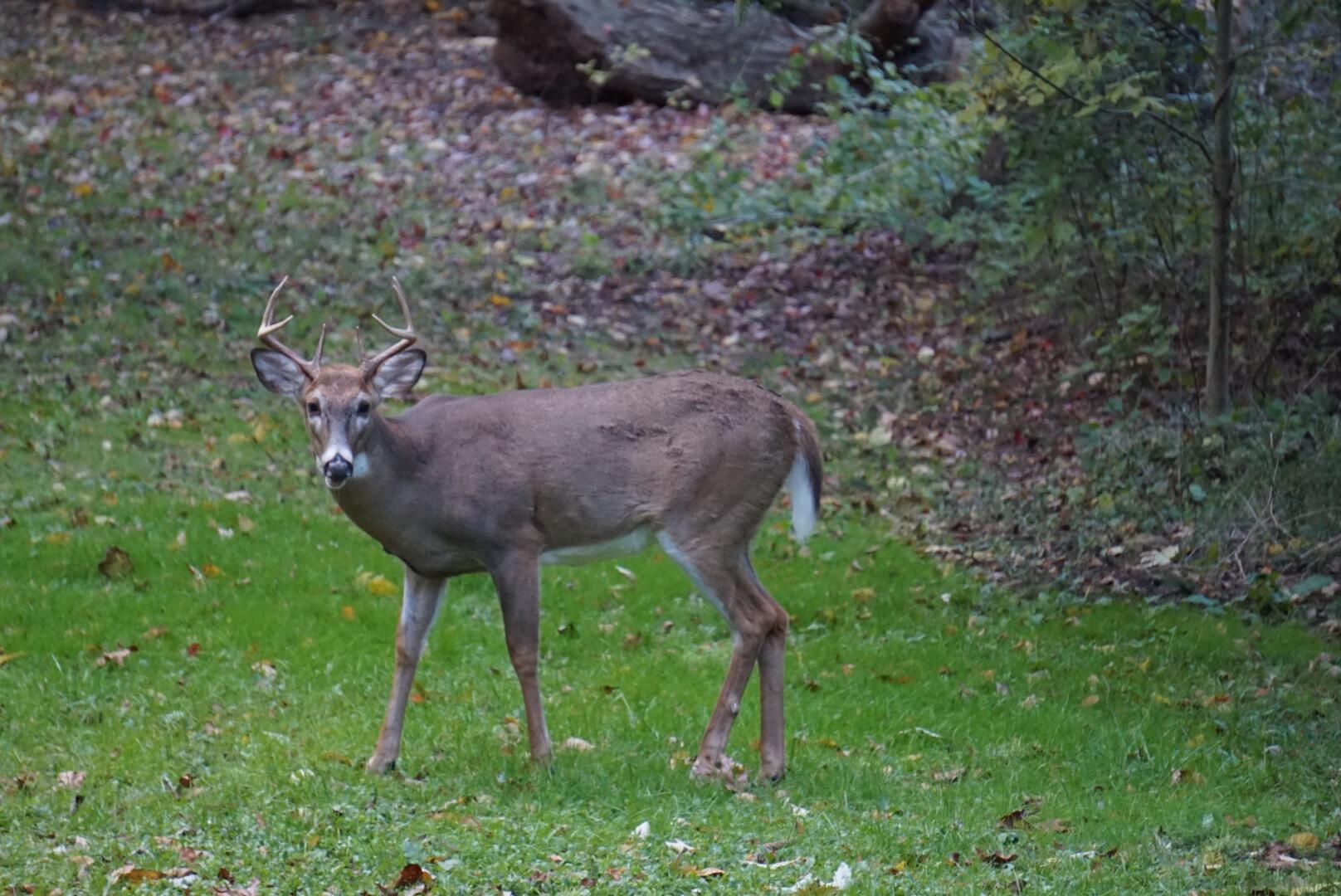 6084 Cascade Road Southeast Grand Rapids, MI 49546 - Photo 46 of 46 Deer in back yard