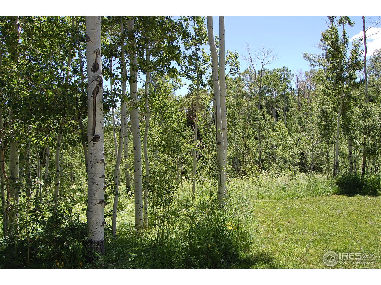 450 Mountain Ridge Road Red Feather Lakes, CO 80545 - Photo 13 of 18 Aspen-1