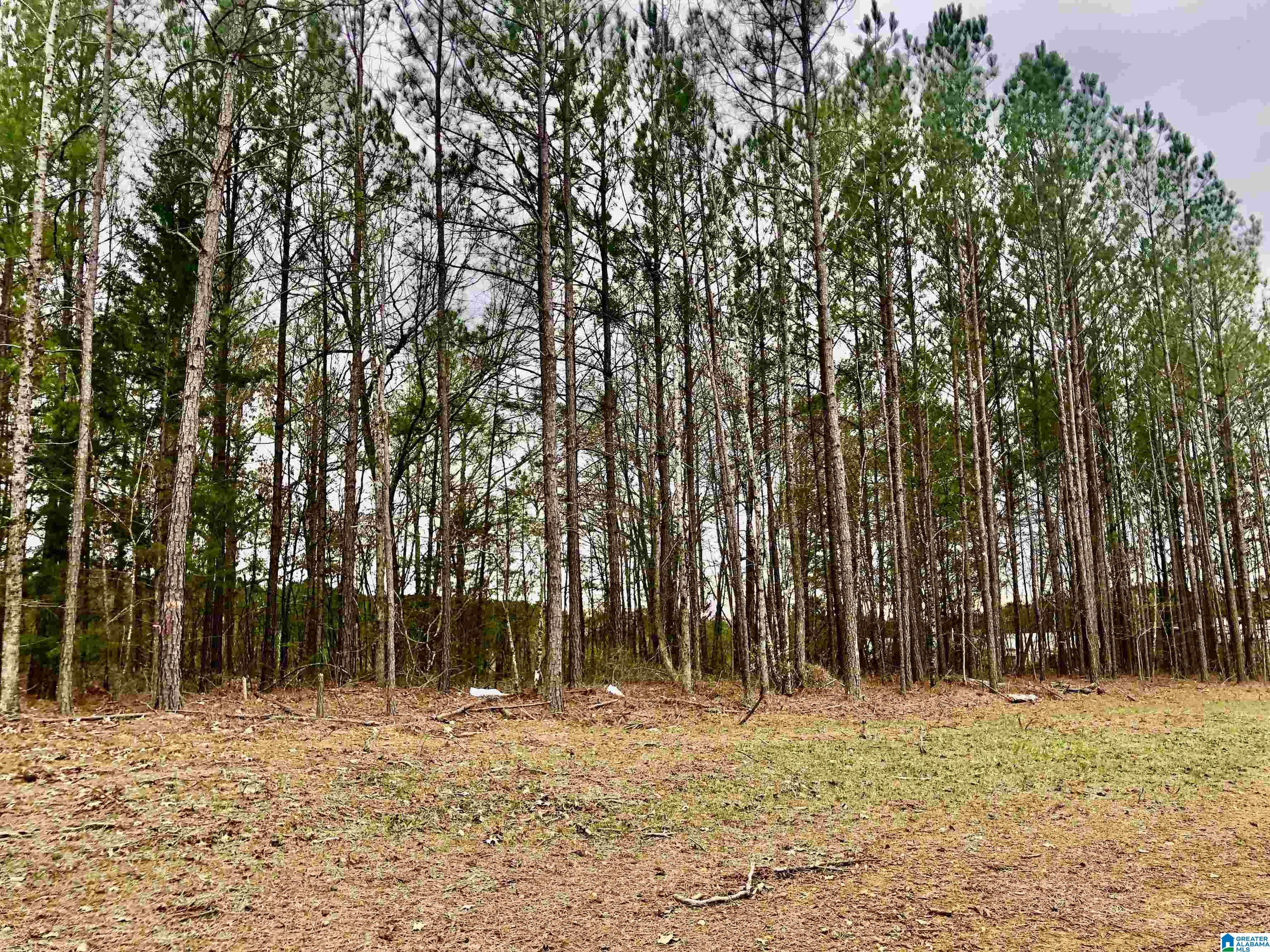 1835 Mckesie Street Riverside, AL 35135 - Photo 9 of 16 Gallery Image 9