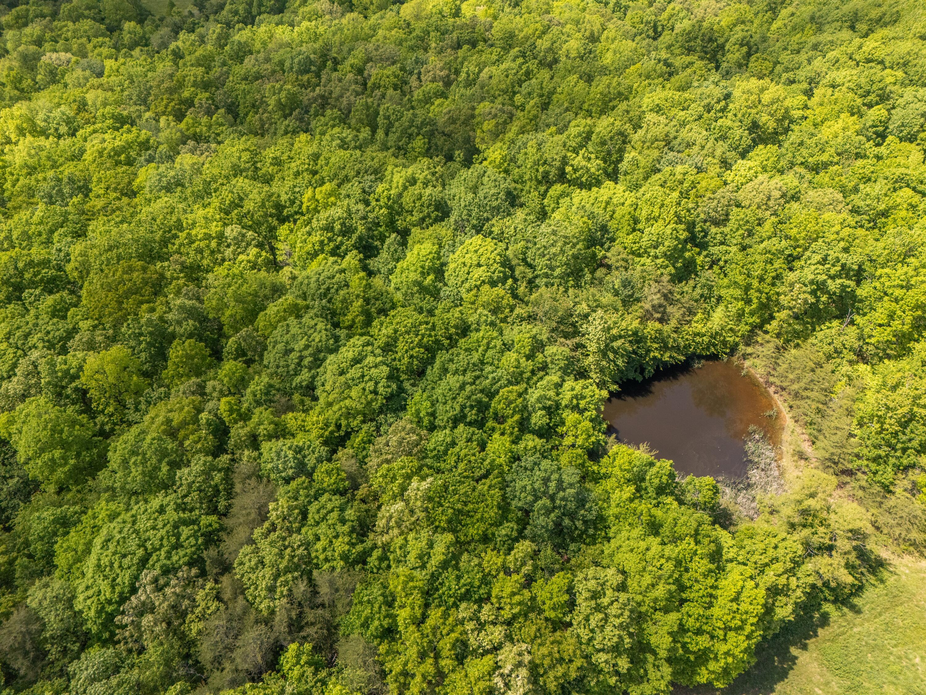 10681 Griffith Road Pikeville, TN 37367 - Photo 6 of 8 DJI_20260507141907_0391_D
