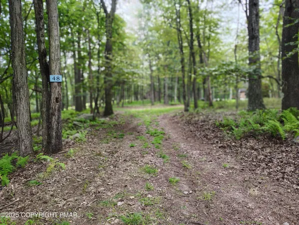 a view of a forest that has large trees