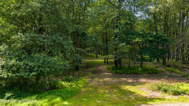 a view of a yard with large trees