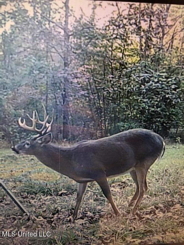 1 Farr Road Edwards, MS 39066 - Photo 112 of 135 IMG_8935