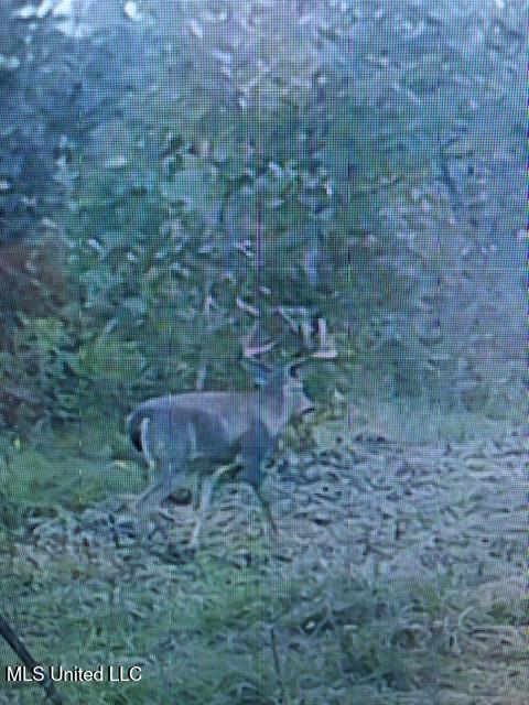 1 Farr Road Edwards, MS 39066 - Photo 116 of 135 IMG_8946