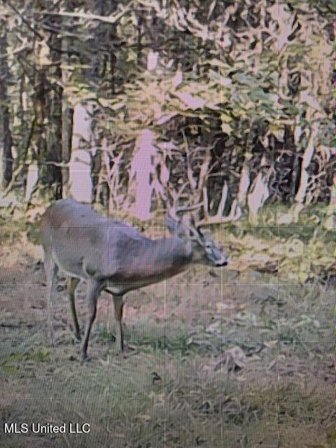 1 Farr Road Edwards, MS 39066 - Photo 123 of 135 IMG_8956