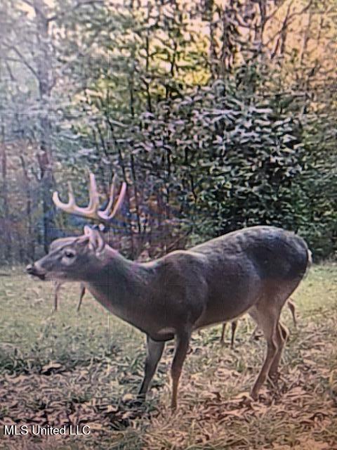 1 Farr Road Edwards, MS 39066 - Photo 129 of 135 IMG_8969 2