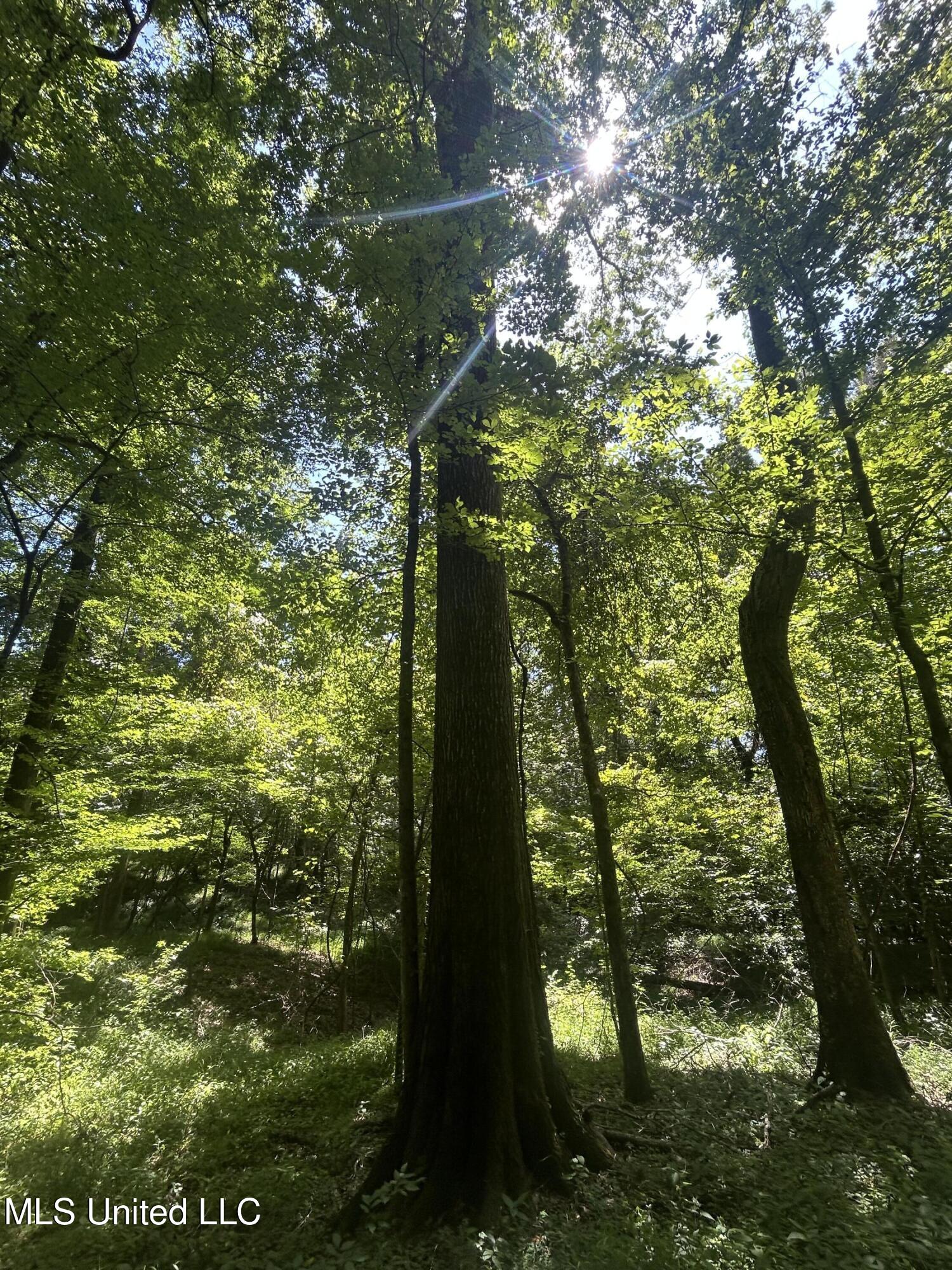1 Farr Road Edwards, MS 39066 - Photo 33 of 135 IMG_2868