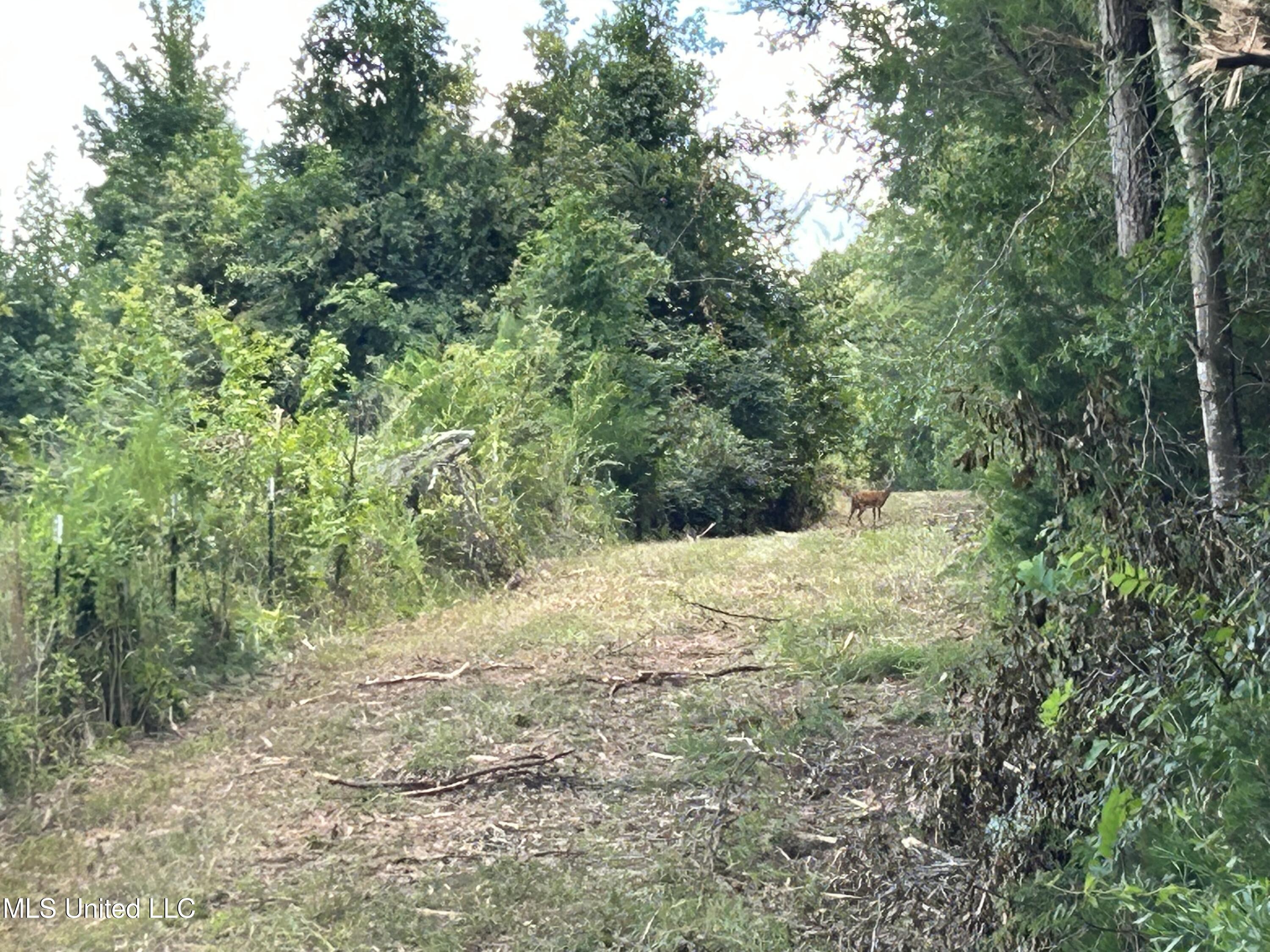 1 Farr Road Edwards, MS 39066 - Photo 7 of 135 IMG_2834