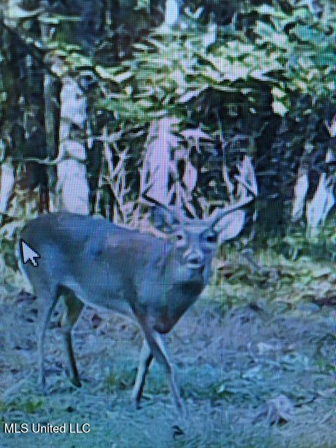 1 Farr Road Edwards, MS 39066 - Photo 80 of 135 IMG_8911