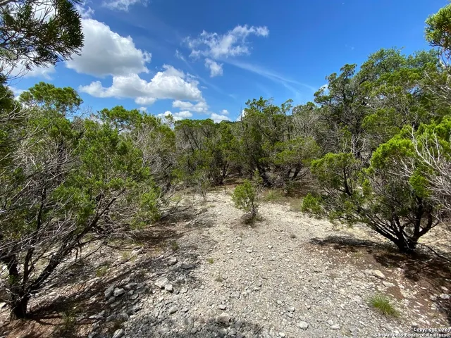 a view of a yard with a tree