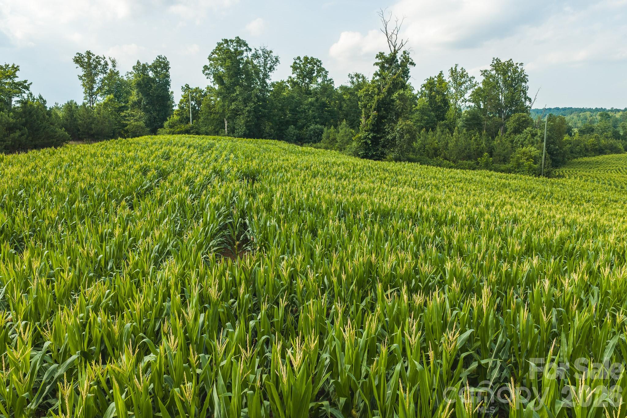 Tbd Sandbar Road Granite Falls, NC 28630 - Photo 14 of 43