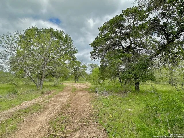 a view of a tree in a park