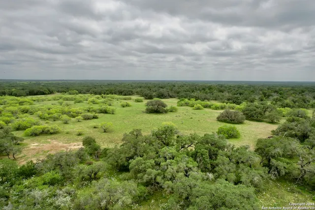 a view of a big yard with plants and a large tree