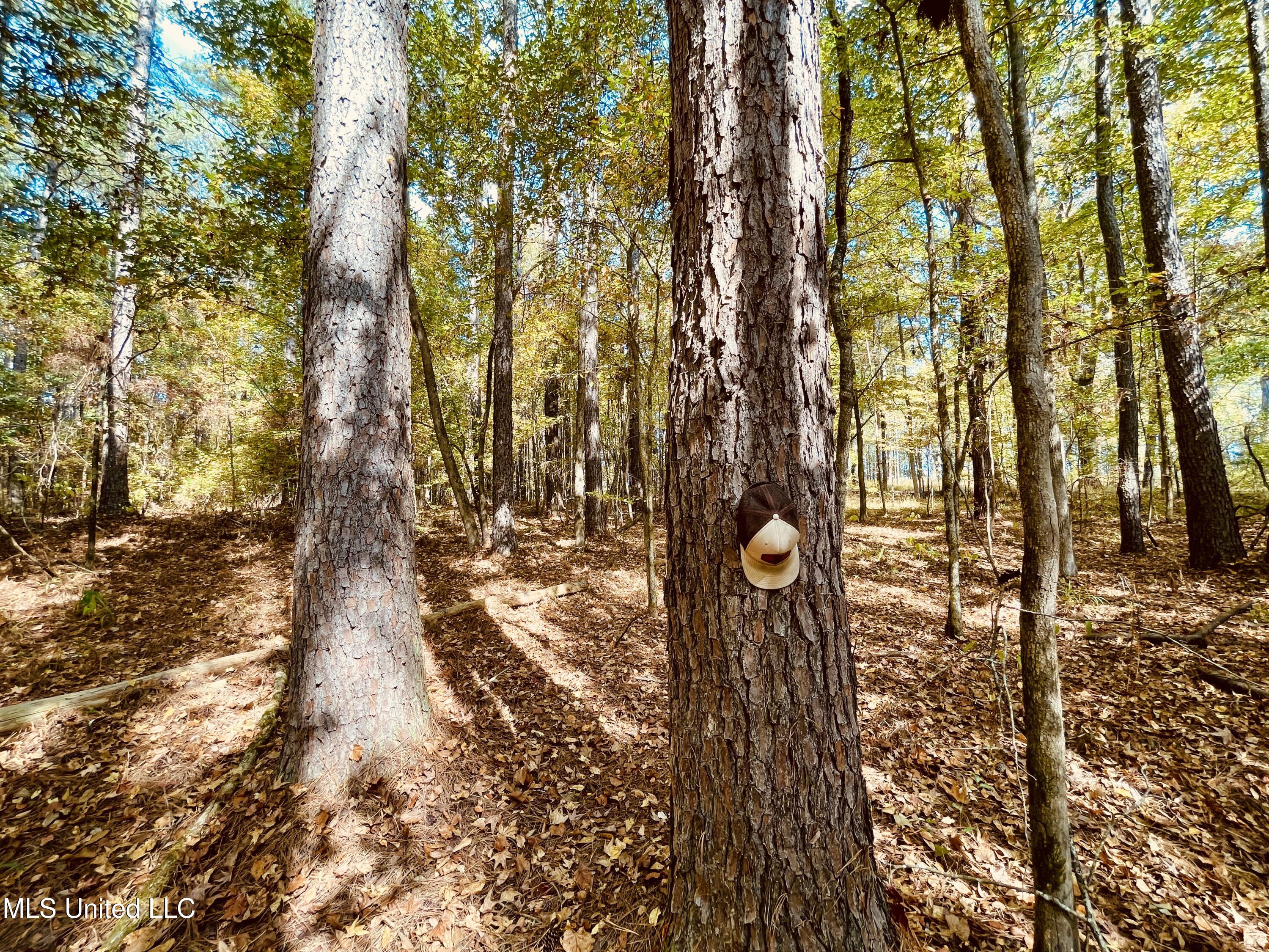 12 Mississippi Durant, MS 39063 - Photo 11 of 13 IMG_3991