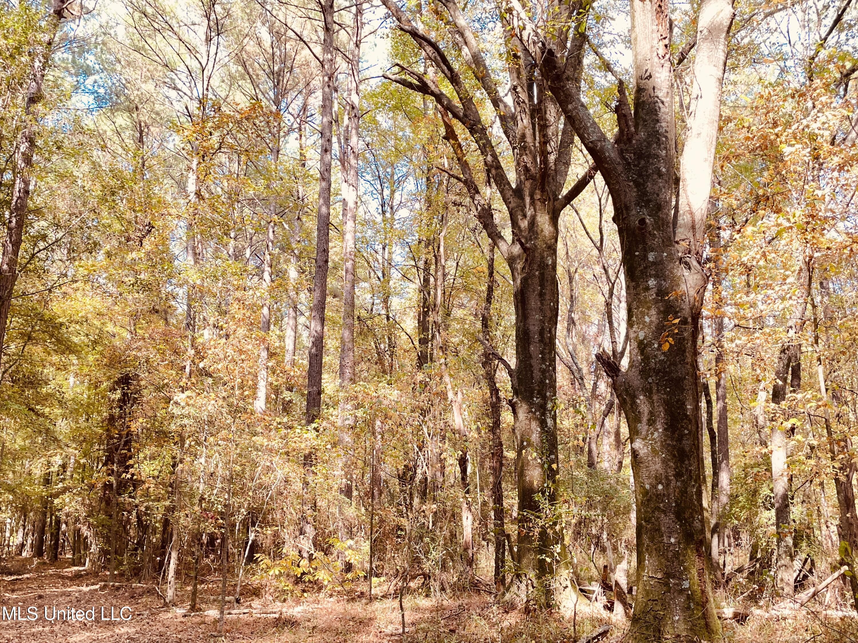 12 Mississippi Durant, MS 39063 - Photo 12 of 13 IMG_3998