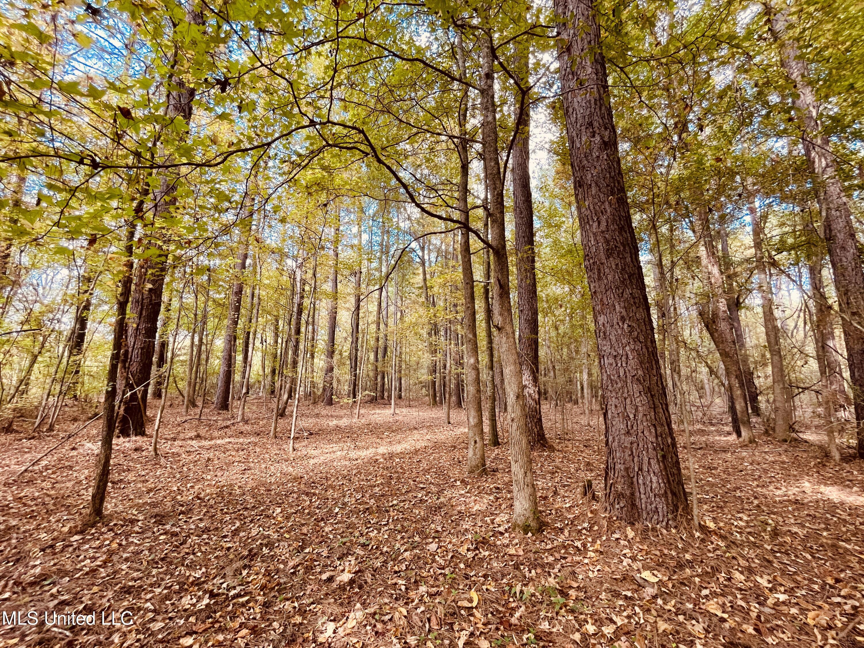 12 Mississippi Durant, MS 39063 - Photo 13 of 13 IMG_4001