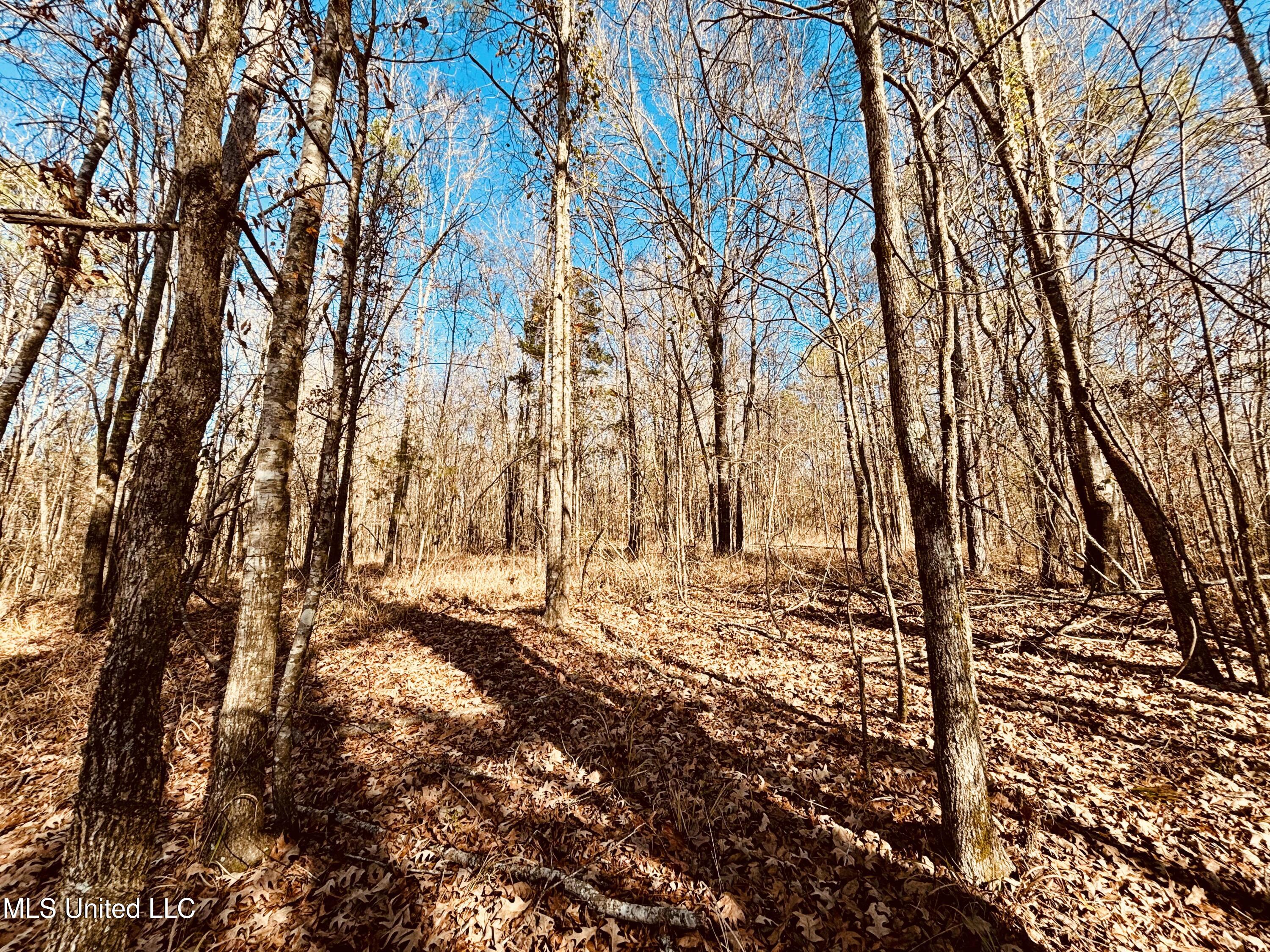 12 Mississippi Durant, MS 39063 - Photo 4 of 13 IMG_0094