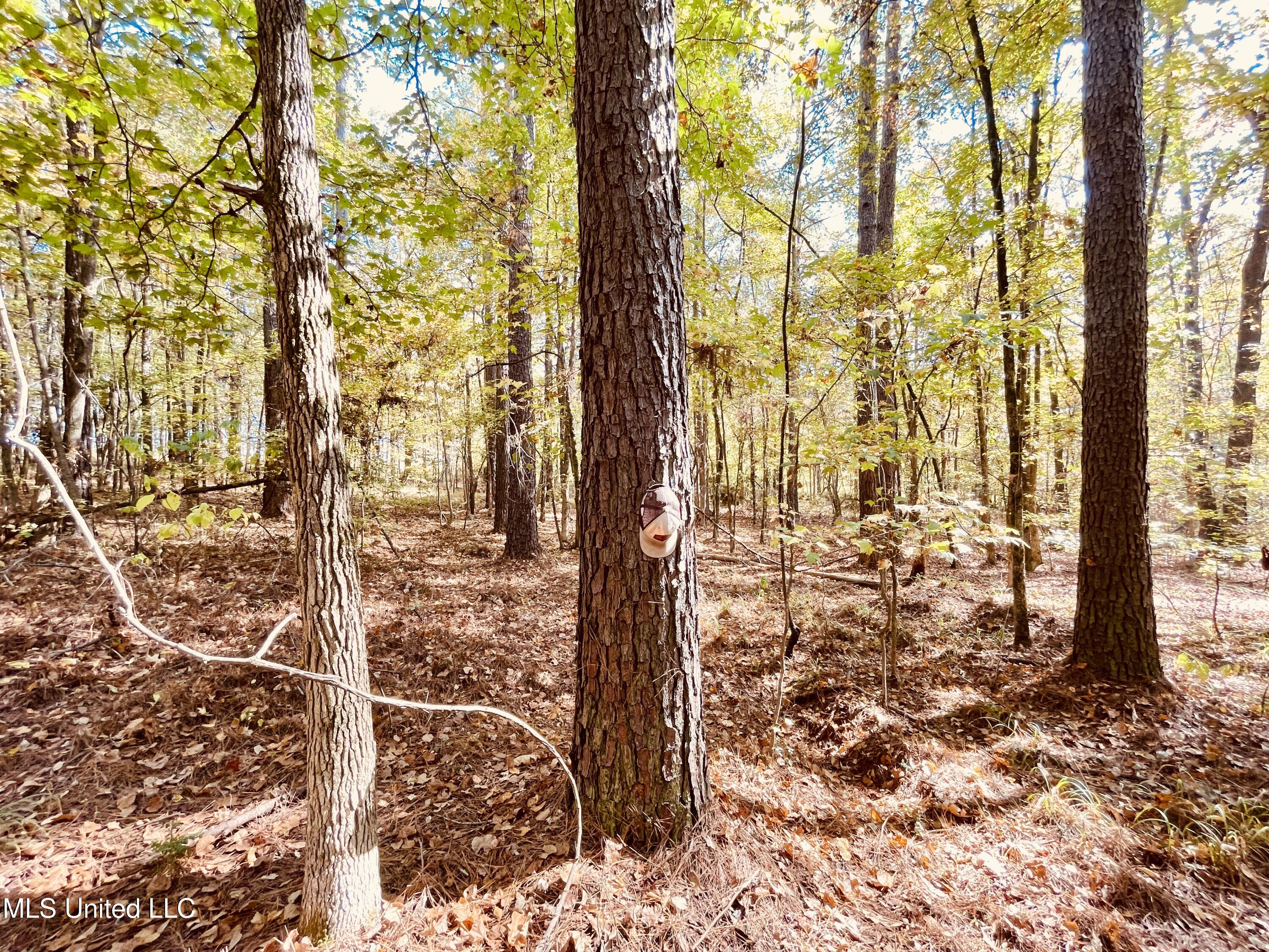 12 Mississippi Durant, MS 39063 - Photo 10 of 13 IMG_3990