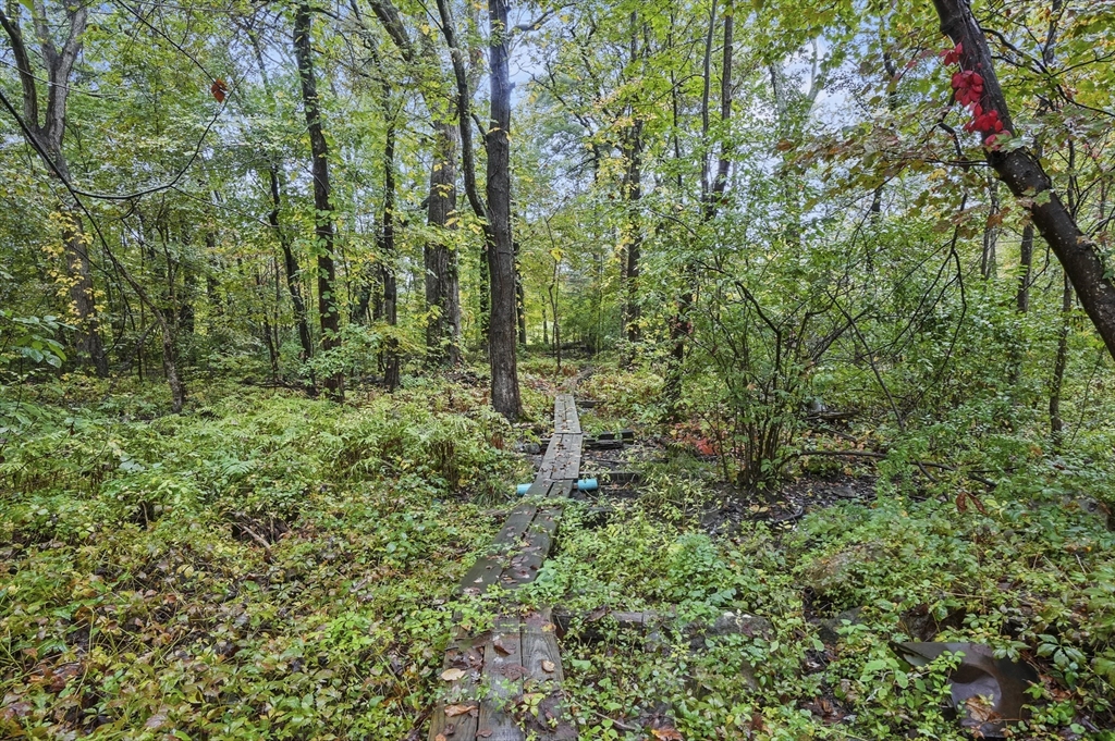 8 Beach Road Shrewsbury, MA 01545 - Photo 39 of 40 a view of a lush green forest with large trees