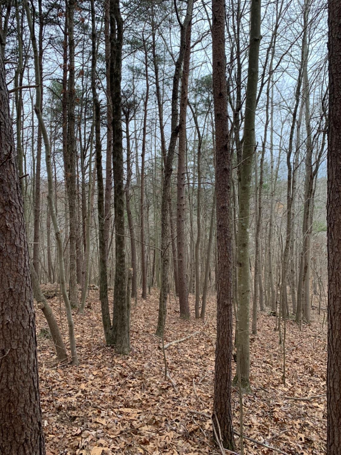 0 Bear Run Road South Webster, OH 45682 - Photo 24 of 48 Gallery Image 24